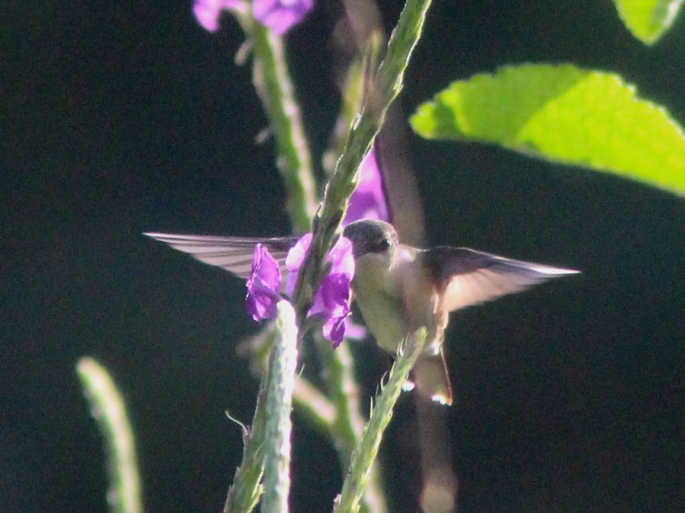 Costa Rica by Patricia Nethercote