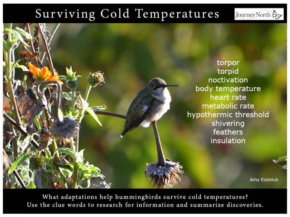 Surviving Cold Temperatures