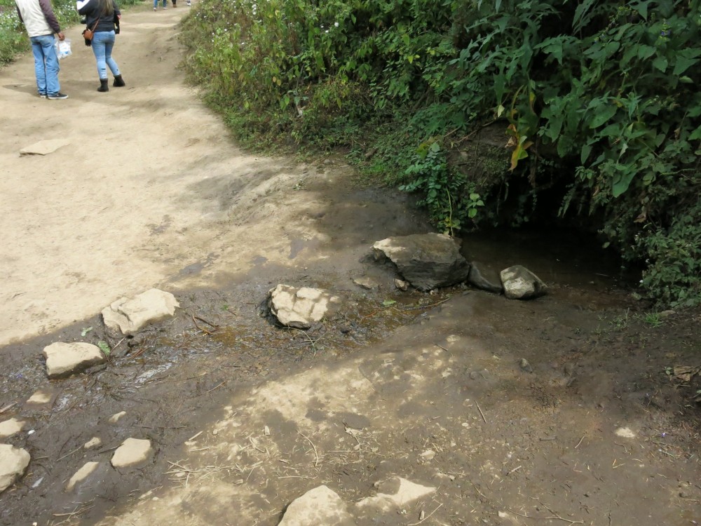 The forest here in El Rosario seems to be retaining a good level of moisture.  Monarchs with need water as temperatures rise and the dry season becomes more intense during the final weeks of the overwintering season.