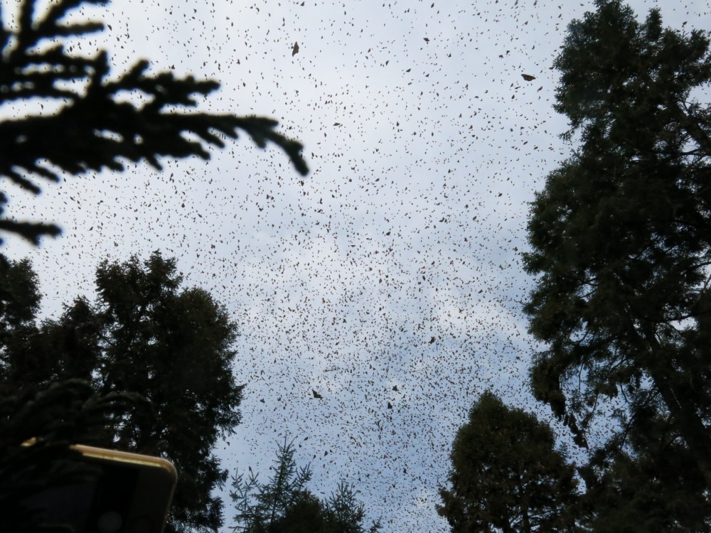 Like everyone, we are waiting eagerly to know how many monarchs are here this winter.  We hope the official count will show improvement over the recent record-low years. Until next week, Estela Romero, Journey North local reporter.