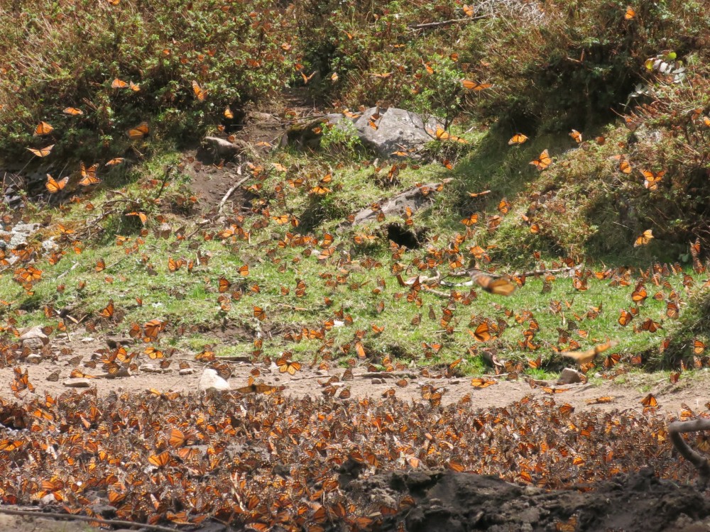 Monarch Butterflies at El Rosario Sanctuary in Mexico