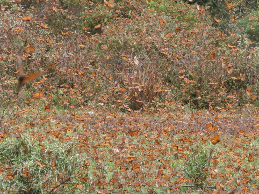 Monarch Butterflies at El Rosario Sanctuary in Mexico