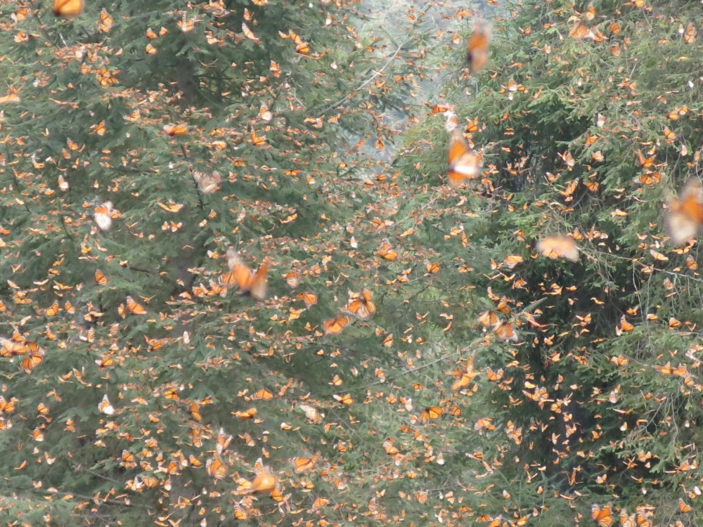 Monarch Butterflies at El Rosario Sanctuary in Mexico