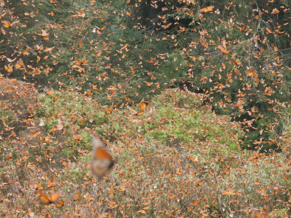 Monarch Butterflies at El Rosario Sanctuary in Mexico