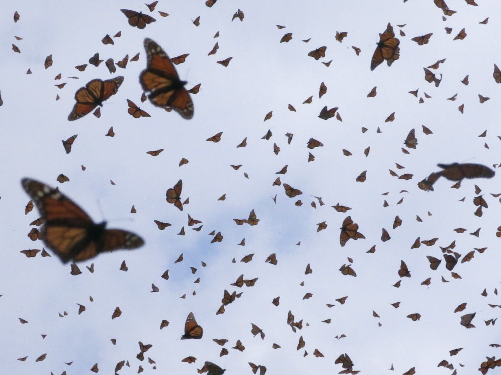 Monarch Butterflies at El Rosario Sanctuary in Mexico
