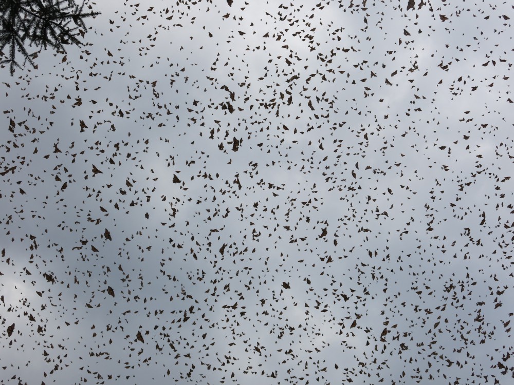 Monarch Butterflies at El Rosario Sanctuary in Mexico