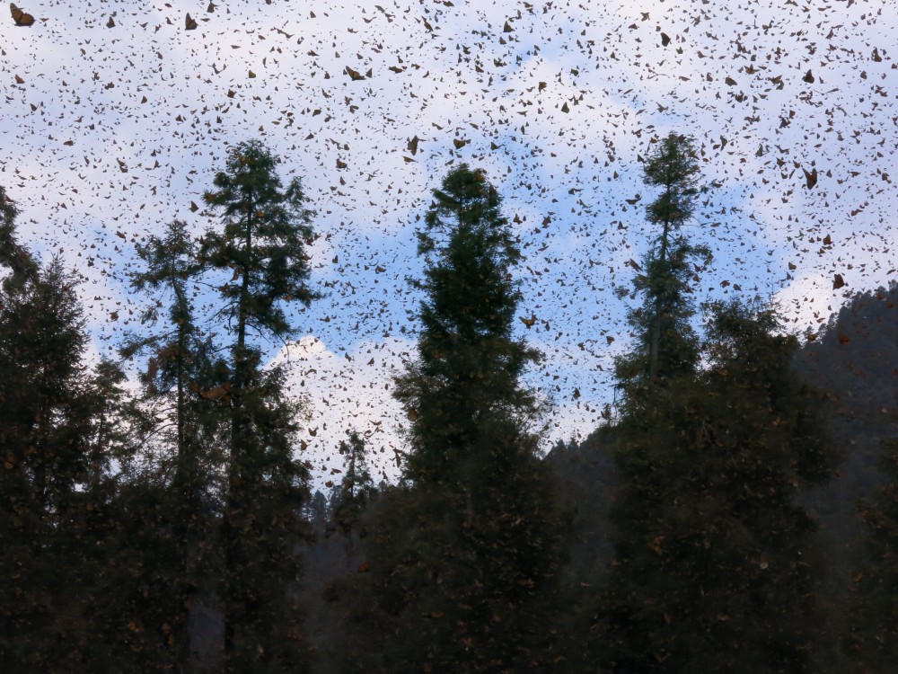 Monarch Butterflies at El Rosario Sanctuary in Mexico
