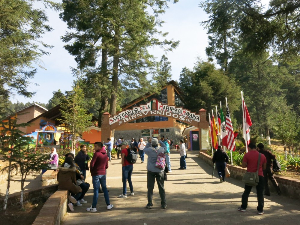 Today, a wonderful, sunny morning awaited arrival for tourists at El Rosario Sanctuary and I was among the lucky visitors.  