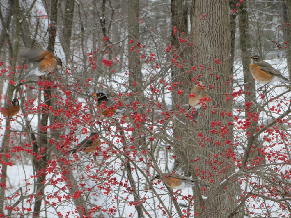 Waves of Robins by Marion Durrwachter
