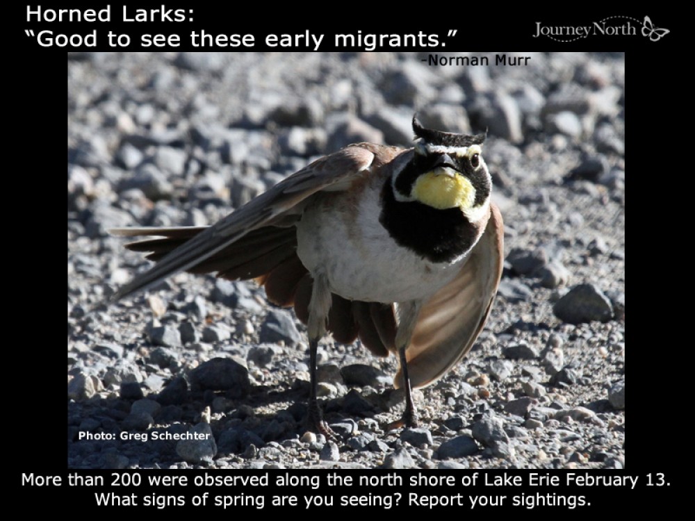 Horned Lark seen in February 2018