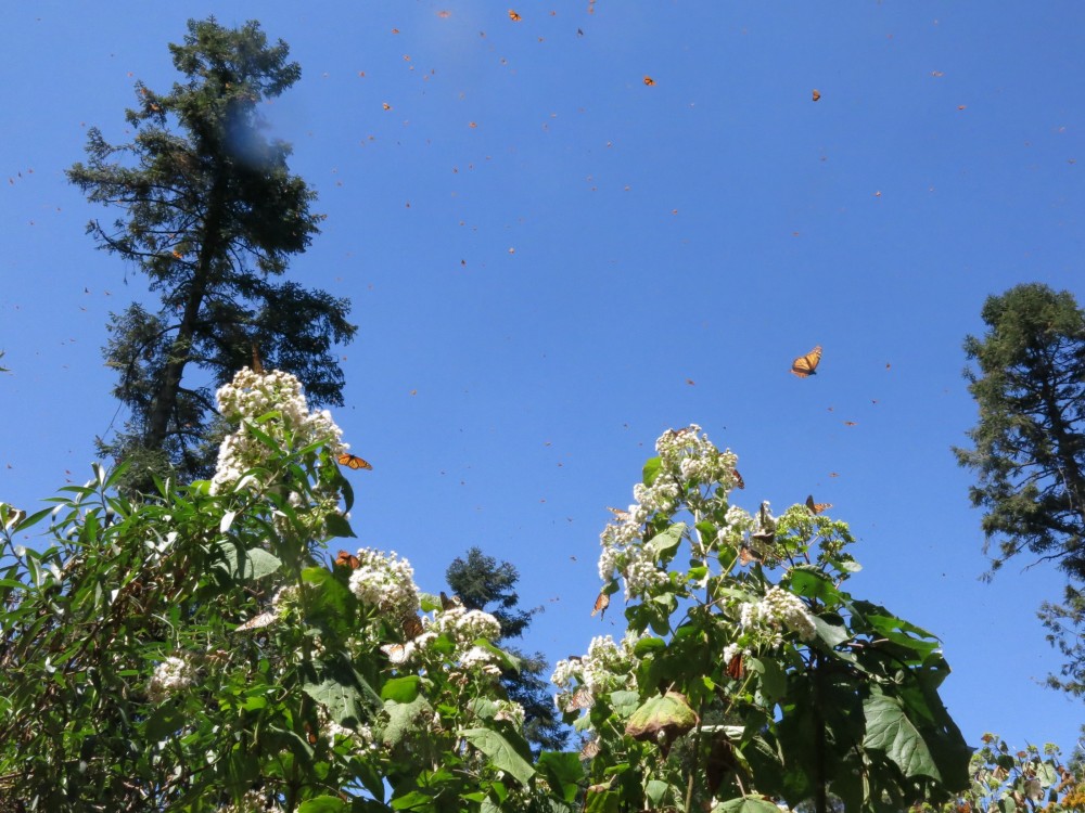 Monarch Butterflies at El Rosario Sanctuary in Mexico