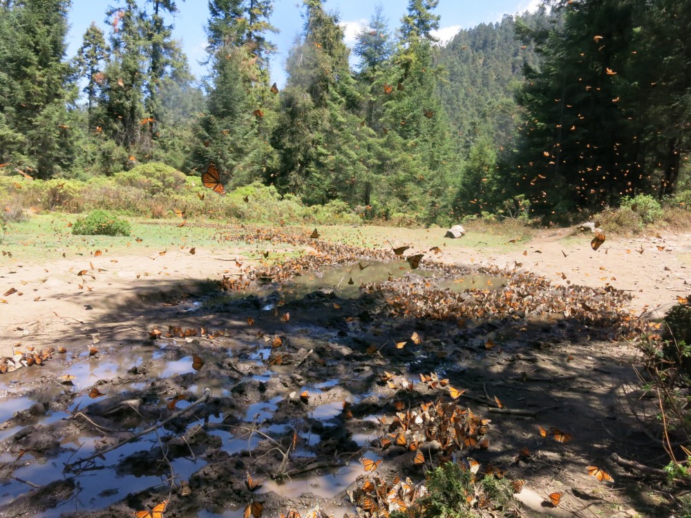 Monarch Butterflies at El Rosario Sanctuary in Mexico