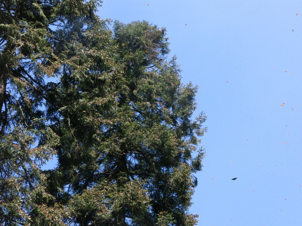 Monarch Butterflies at El Rosario Sanctuary in Mexico