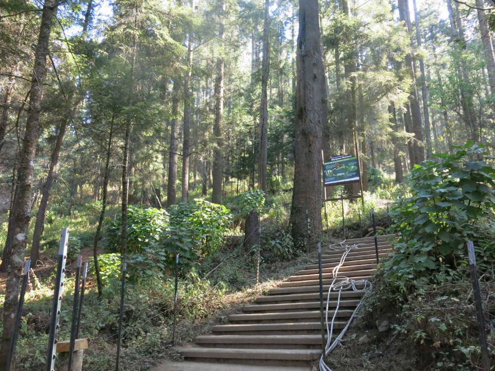 Monarch Butterflies remained at El Rosario Sanctuary in Mexico on March 26th.