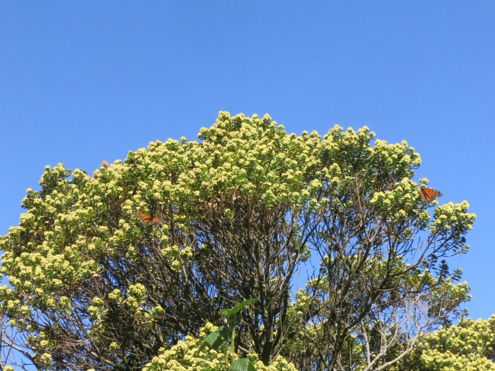 Monarch Butterflies remained at El Rosario Sanctuary in Mexico on March 26th.