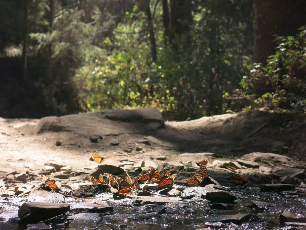 Monarch Butterflies remained at El Rosario Sanctuary in Mexico on March 26th.