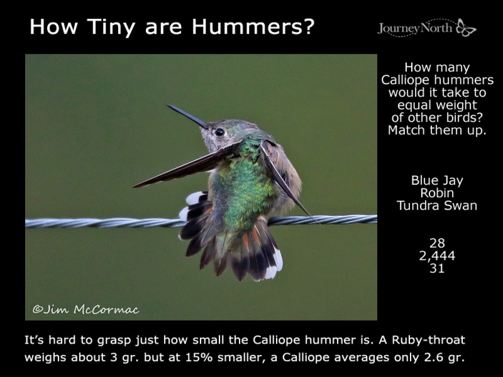 Calliope hummingbird