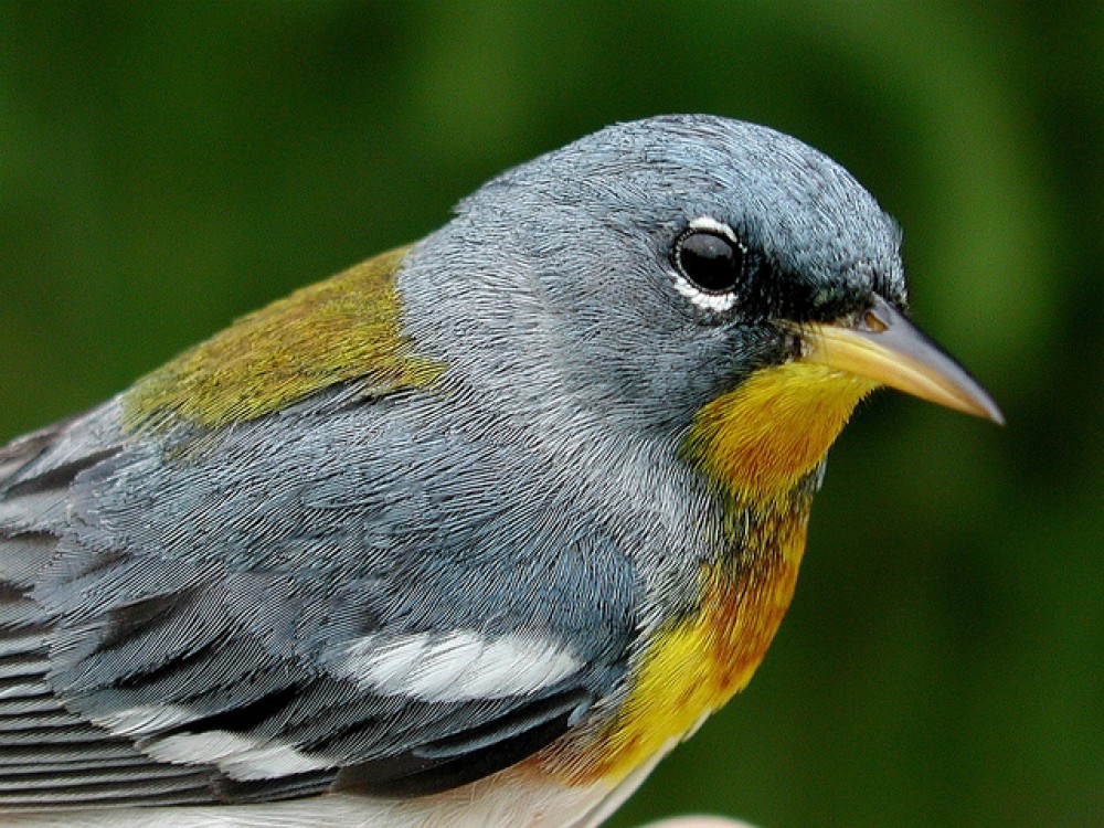 Northern parula, Penn State