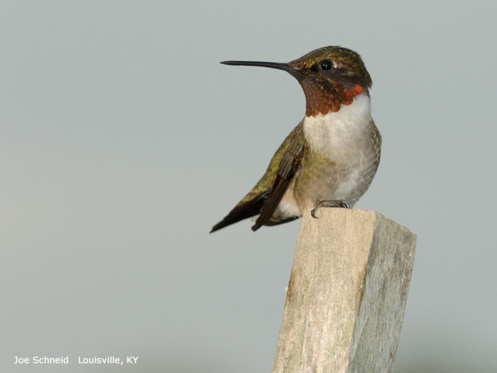 Ruby-throat arriving along the Florida coast