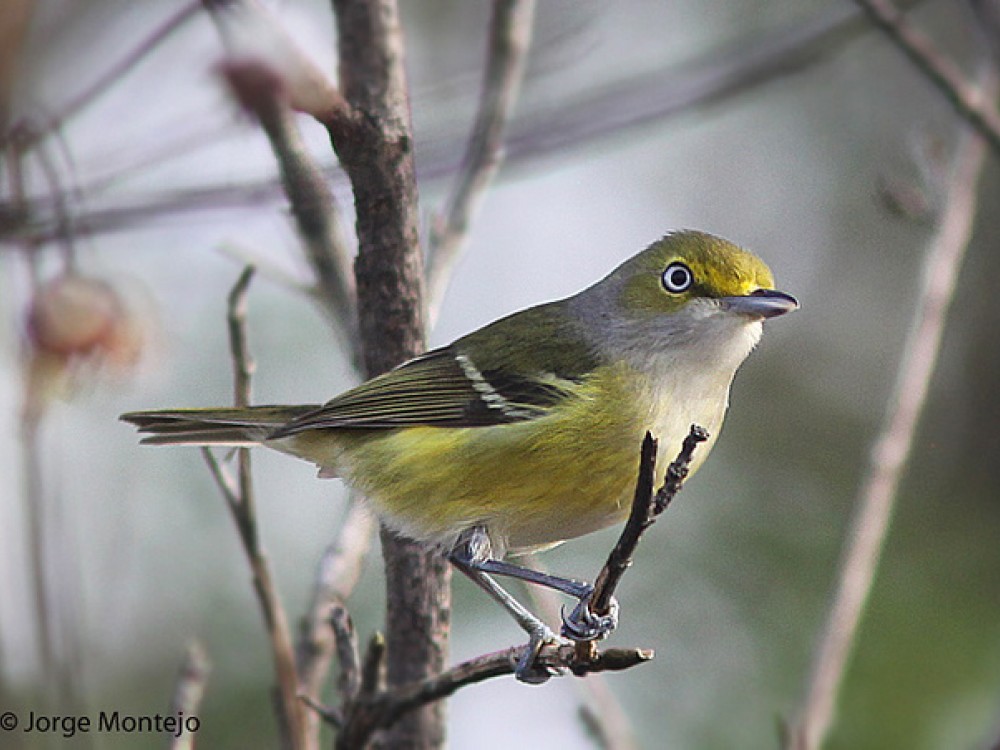 White-eyed vireo
