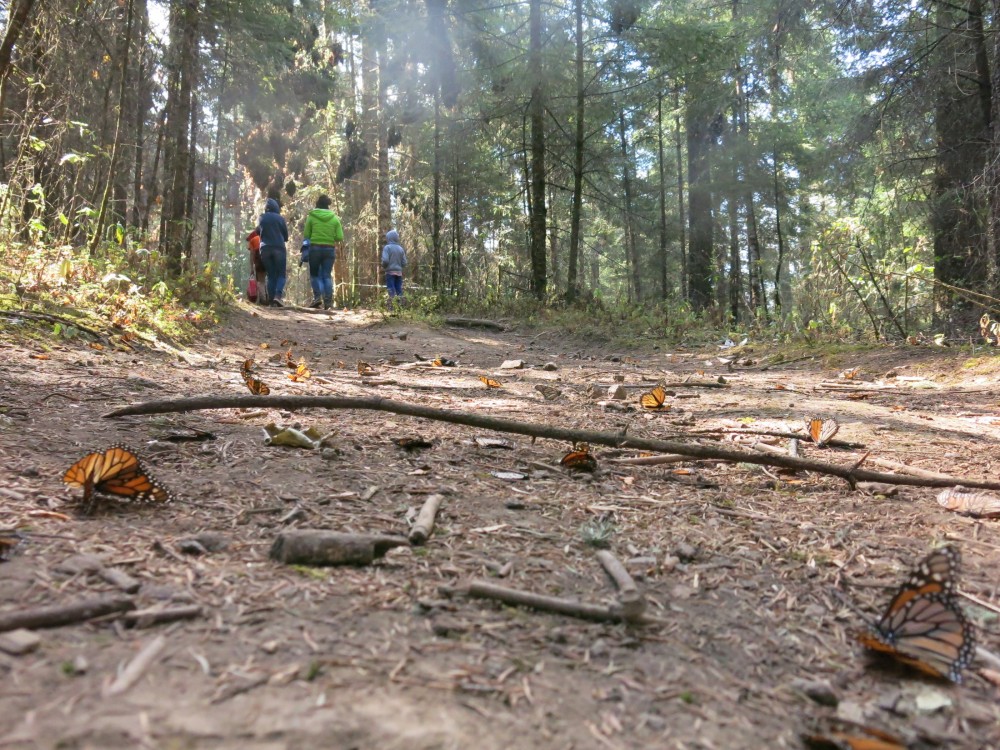 Monarch Butterflies at El Rosario Sanctuary in Mexico