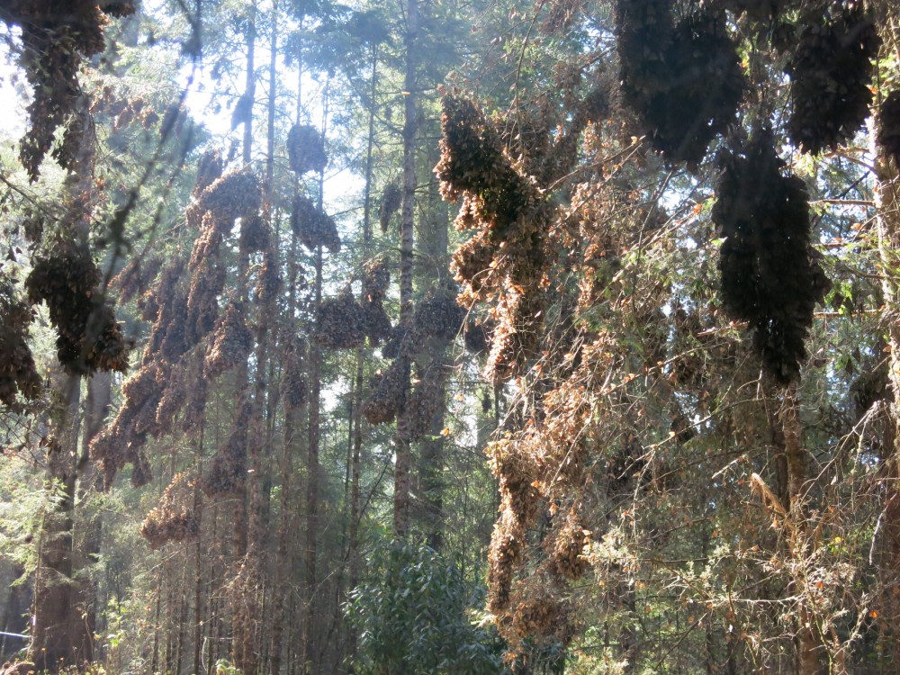 Monarch Butterflies at El Rosario Sanctuary in Mexico