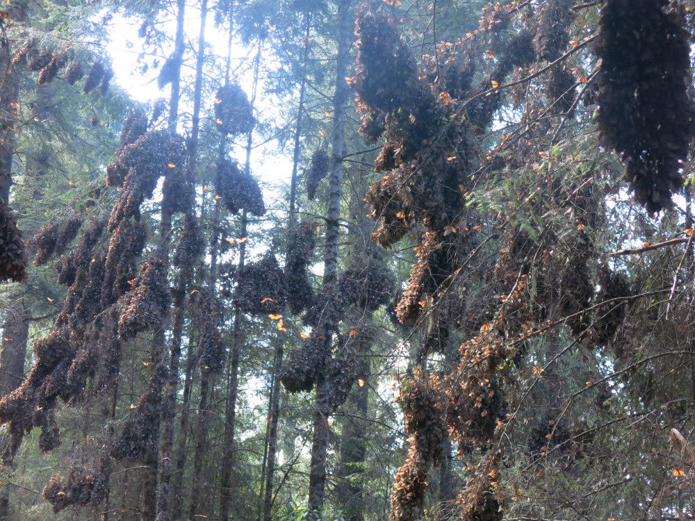 Monarch Butterflies at El Rosario Sanctuary in Mexico