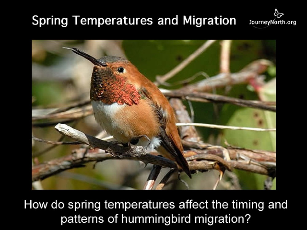 Journal Rufous Migration