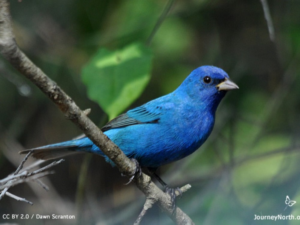 Indigo bunting, Dawn Scranton