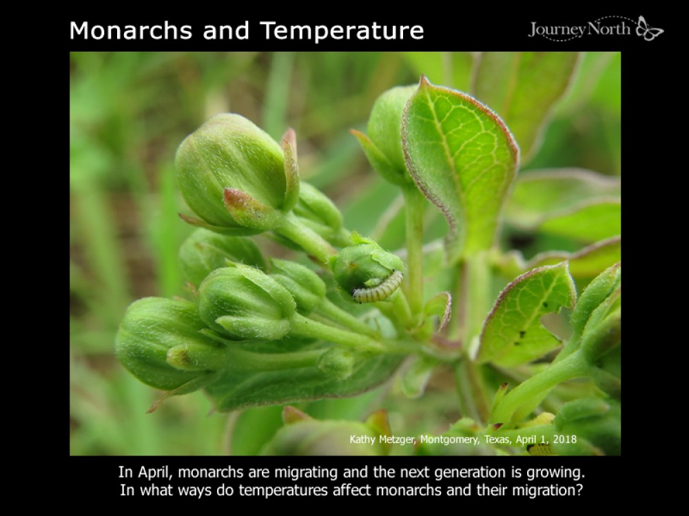 Journal Monarchs and Temperature