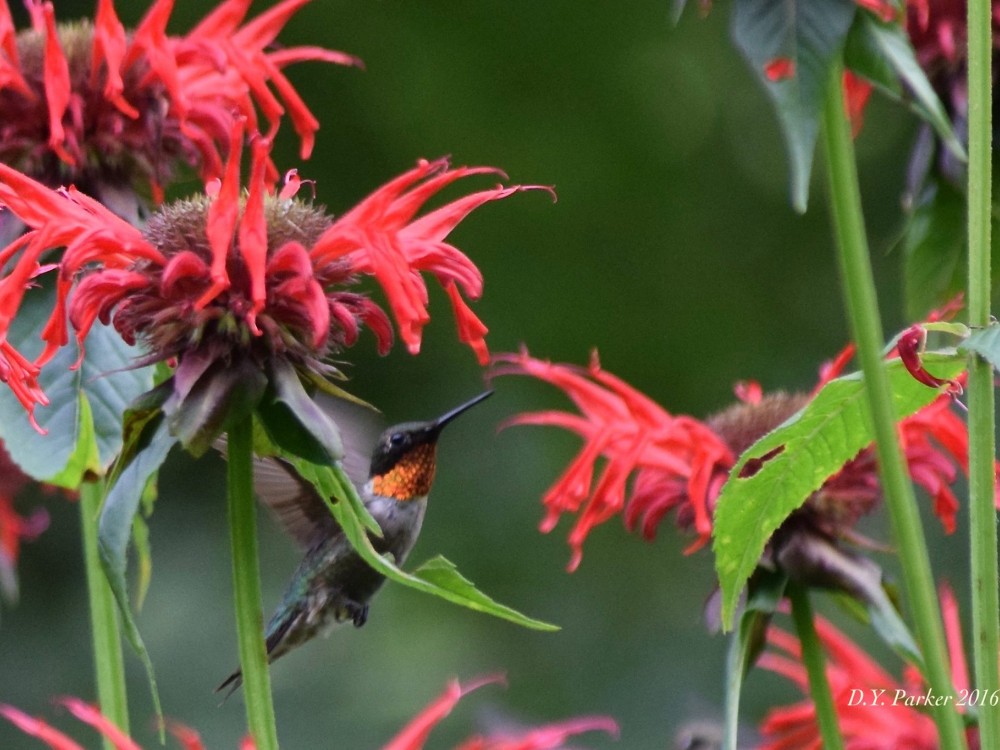 Male Rubythroat in Monarda flowers