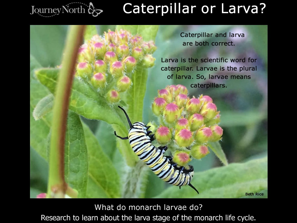 Journal Learn About the Larva