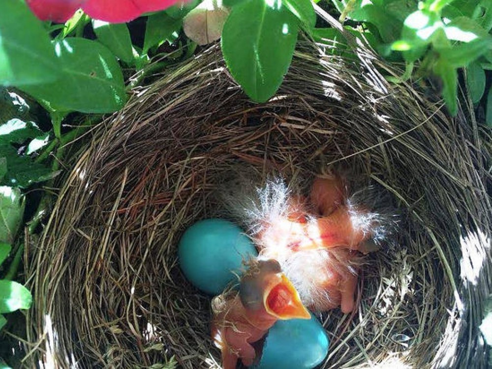 Baby Robins in the Nest