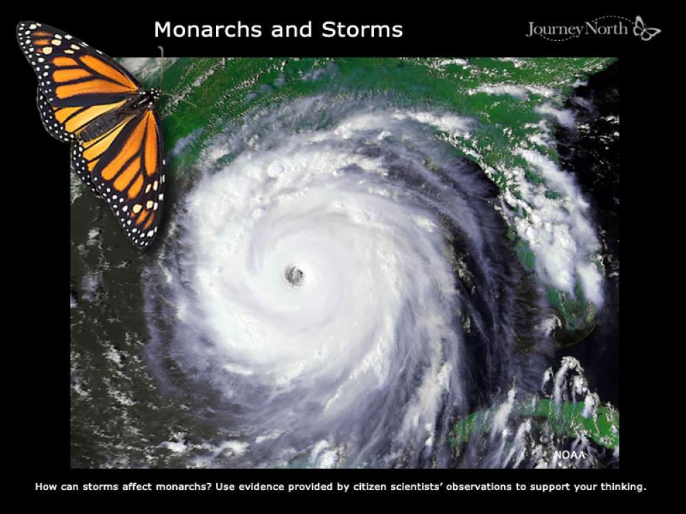 Monarchs and Storms