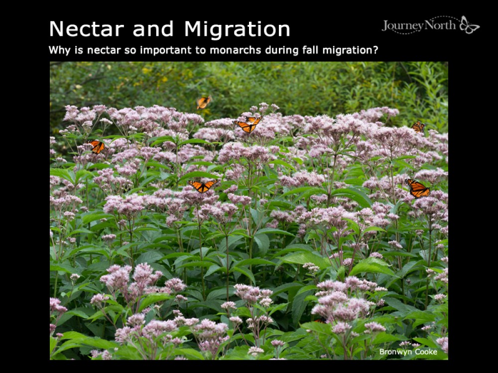 Why Nectar Important to monarchs during fall migration?