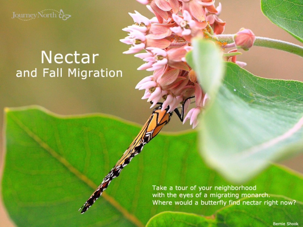 Nectar and Migration