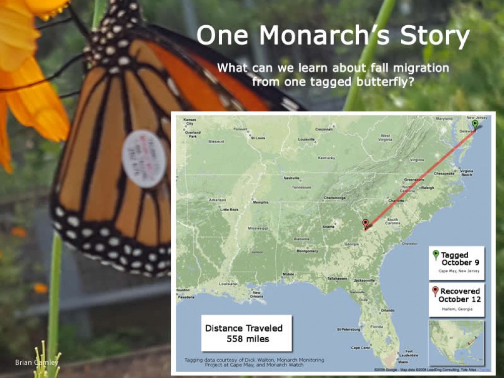 Journal: One Monarch's Story