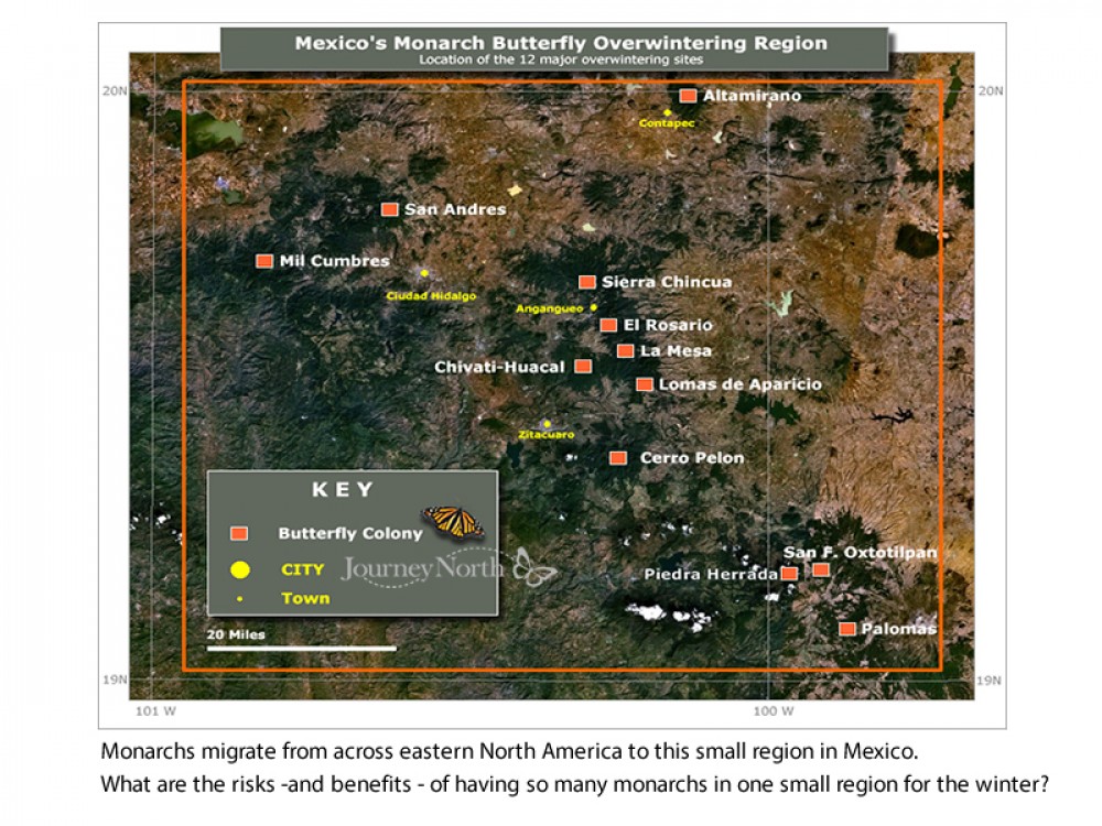 The Monarch's Winter Habitat