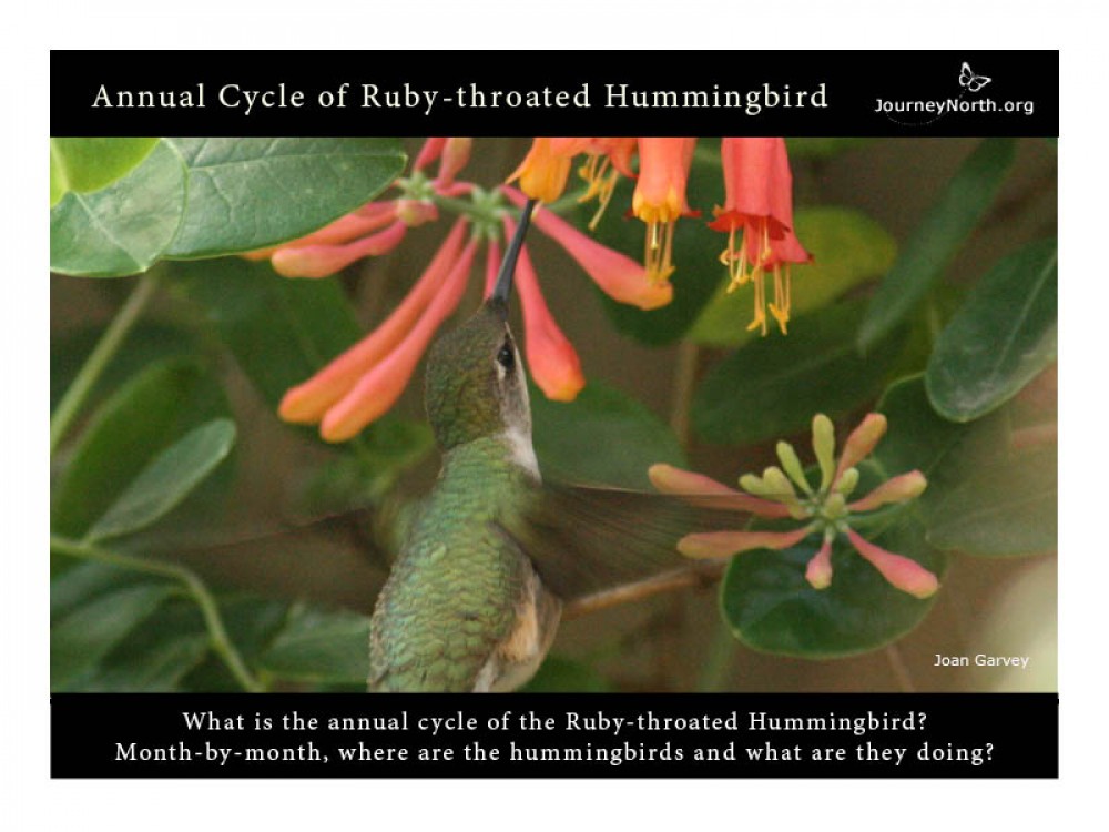 Hummingbird Annual Cycle