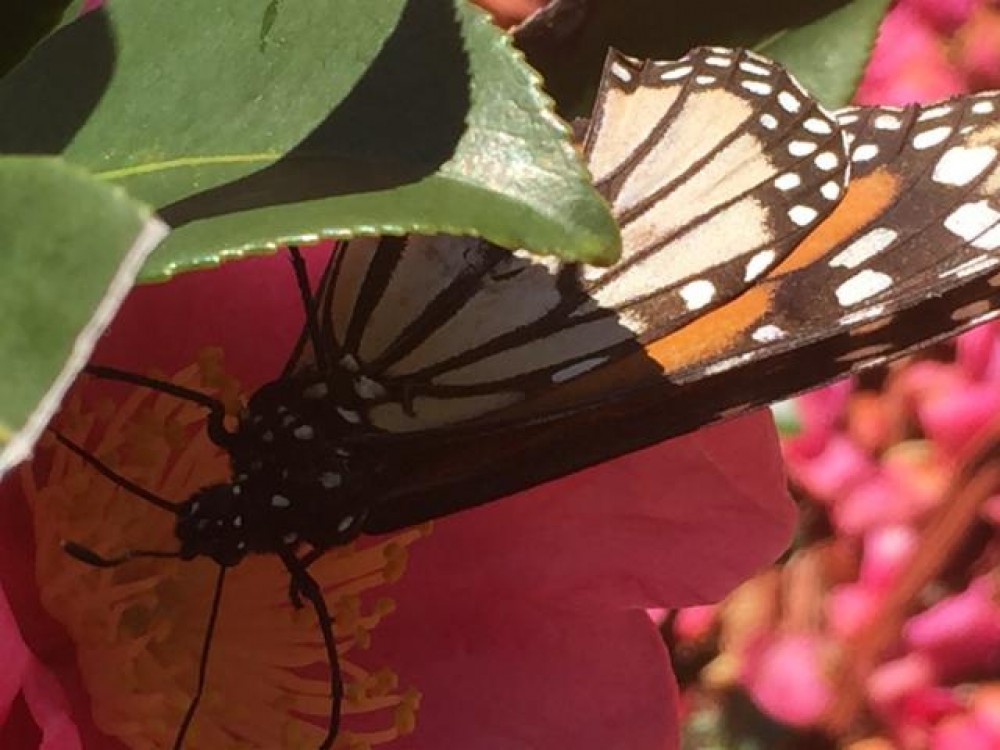 Photo by: Donald, Gulf Shores, TX 