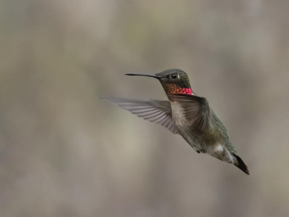 Shelley, Montreal, QC