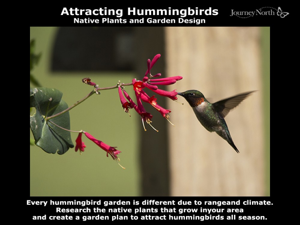 Attracting Hummingbirds