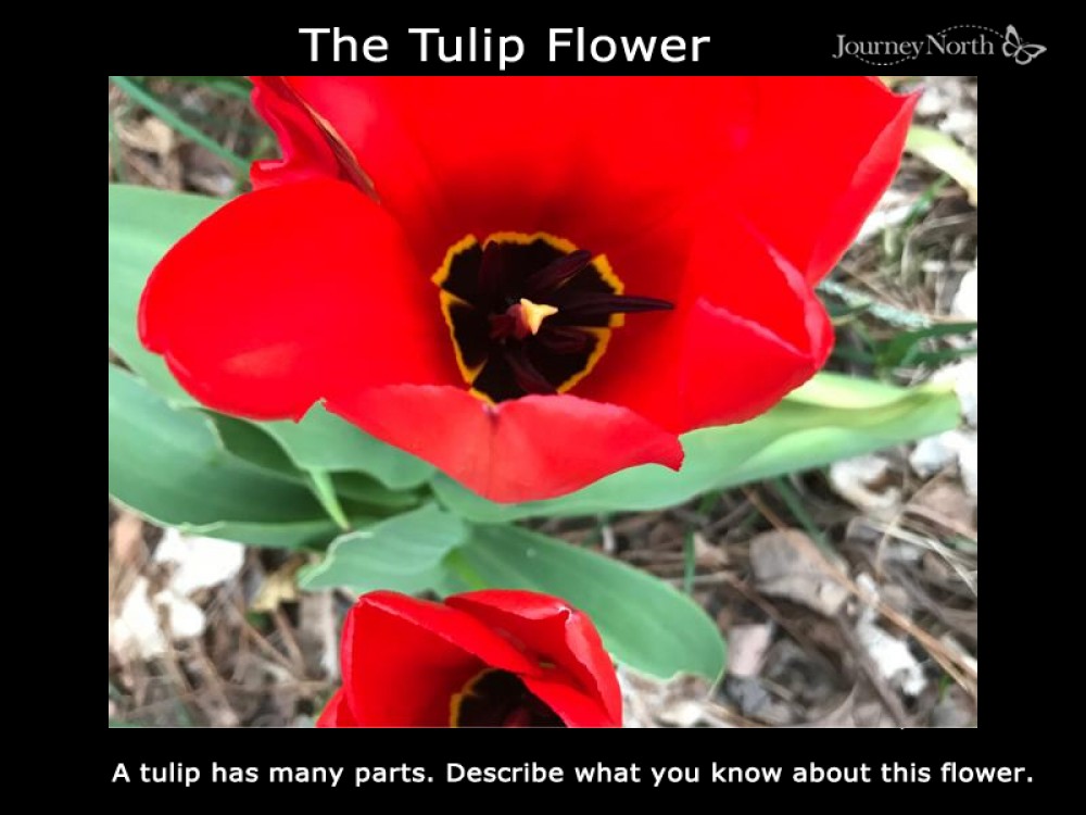 Tulip Flowers