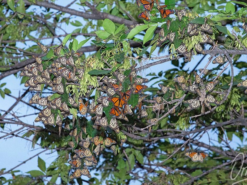 first mexico monarch roosts