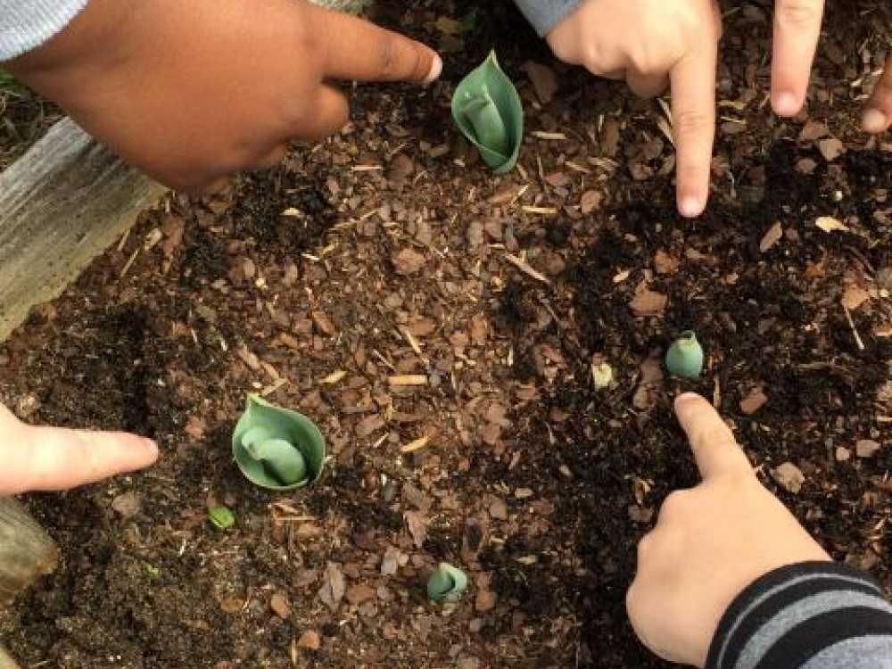 Hands pointing at emerging tulips