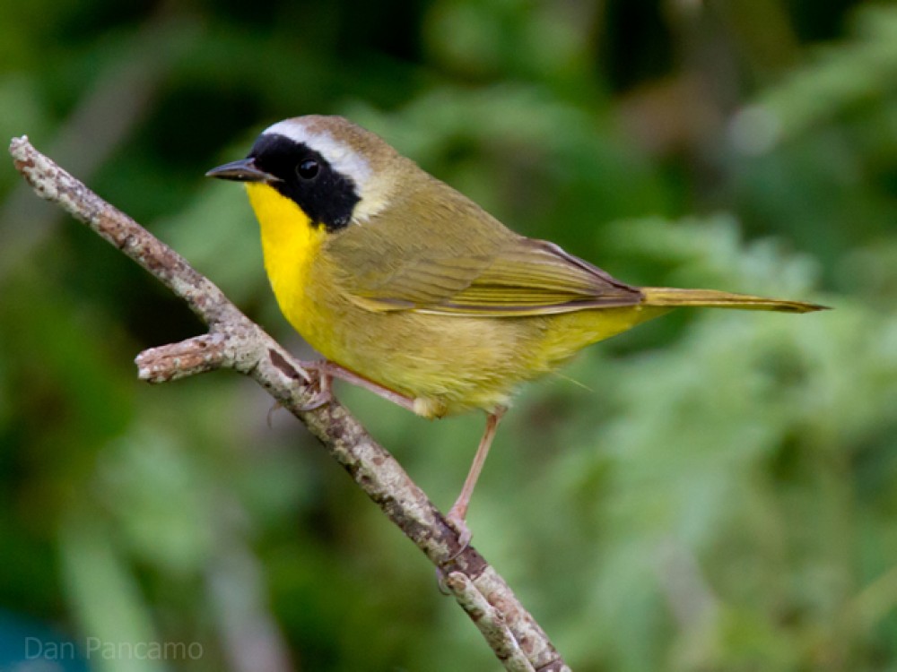Common Yellowthroat on a branch.