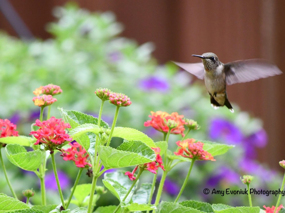 Female Ruby-throat Hummingbird nectaring on Latanas.