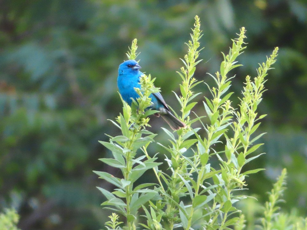 Indigo Bunting