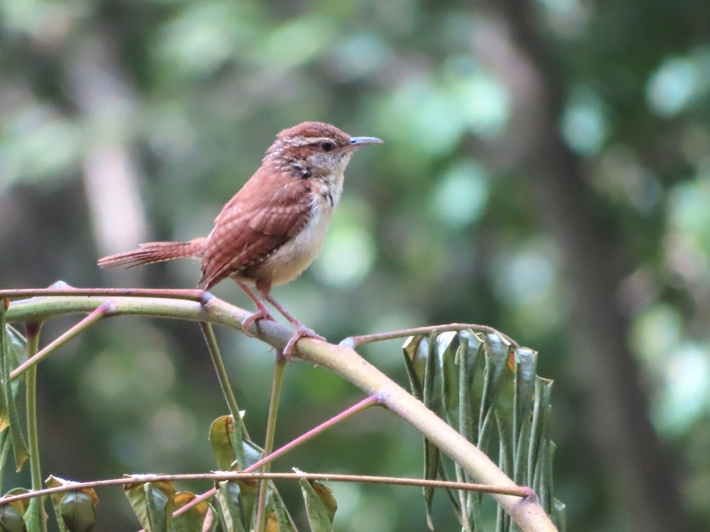 Carolina Wren.