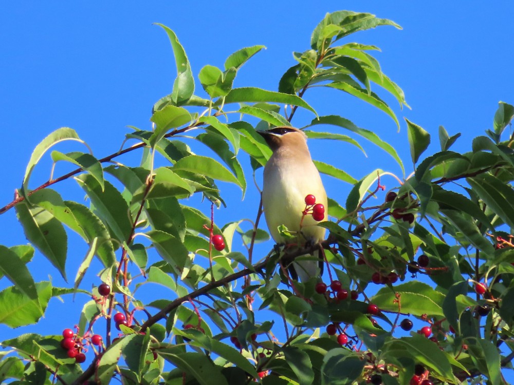 Cedar Waxwing in Cherry Tree.